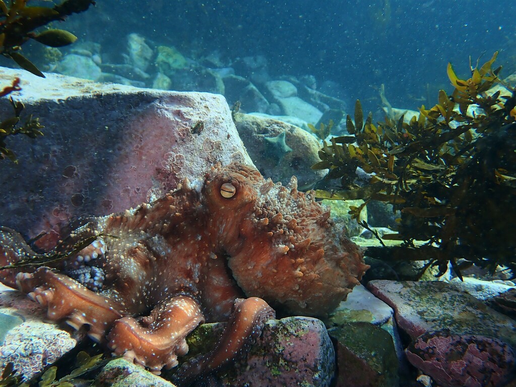 New Zealand Octopus from Tarakena bay East on September 8, 2023 at 10: ...