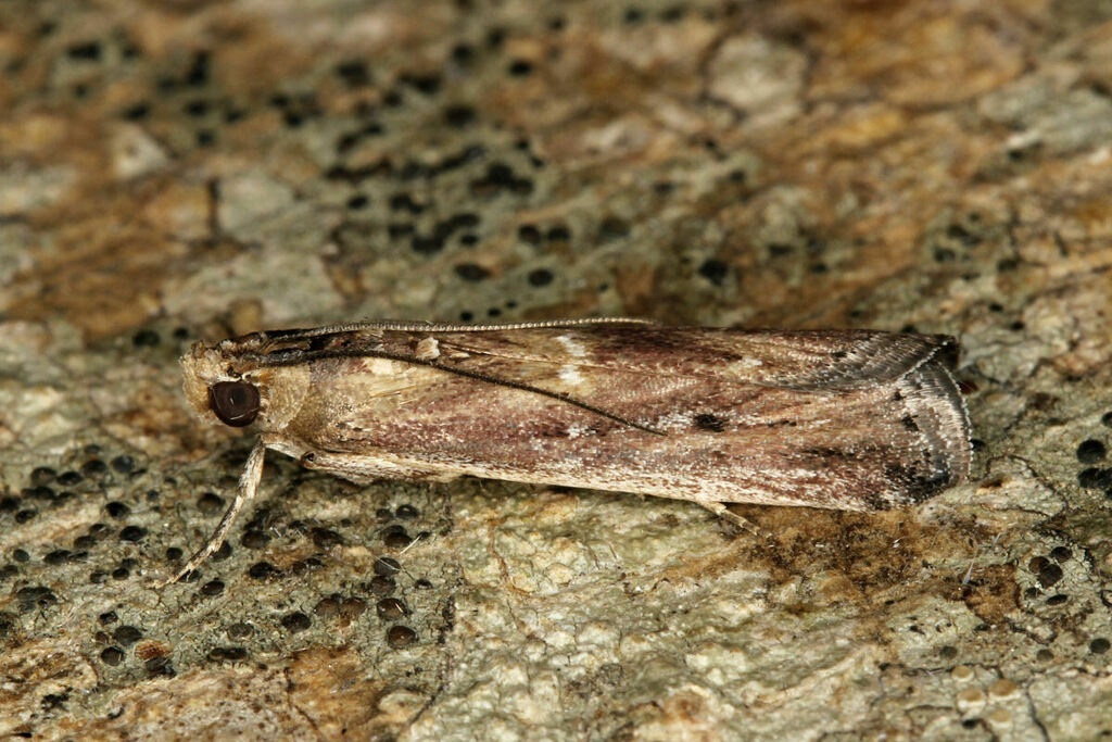 Neurotomia