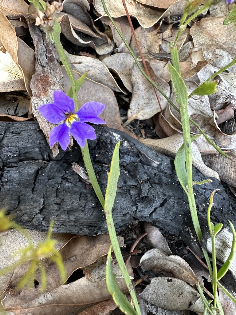 Dampiera coronata