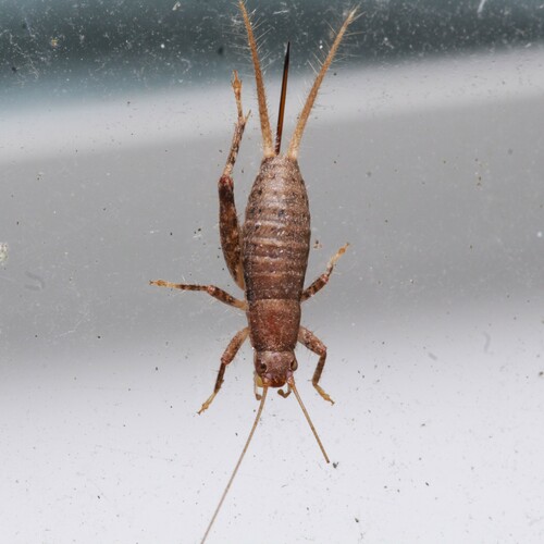 Complex Chirping Scaly Crickets photo 4