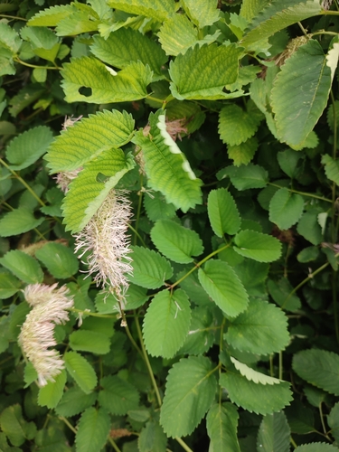 Sanguisorba obtusa iNat (3)