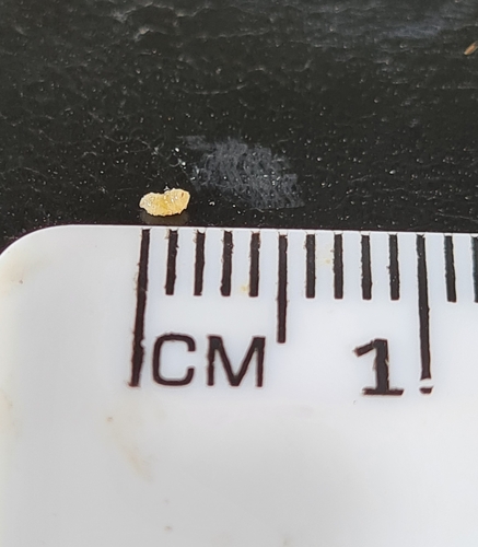 Golden Wattle Gall Wasp photo 4