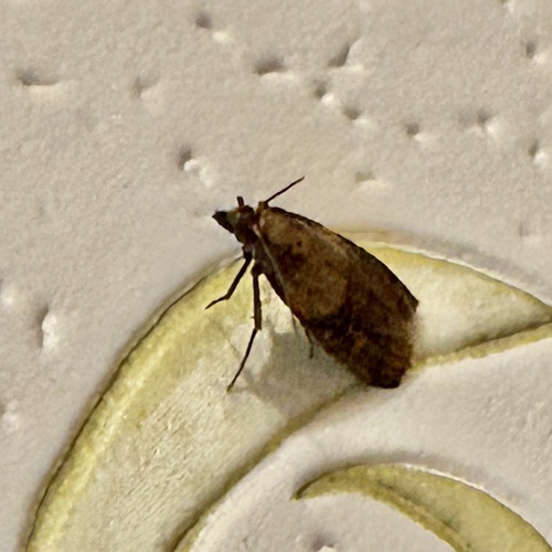 Plodia interpunctella