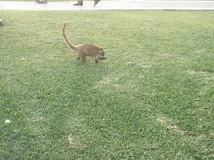 Nasua narica yucatanica