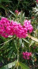 Arachnothryx leucophylla