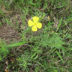 Oenothera berlandieri