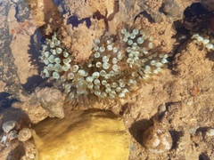 Entacmaea quadricolor image