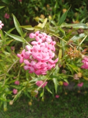 Arachnothryx leucophylla