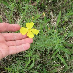 Oenothera berlandieri