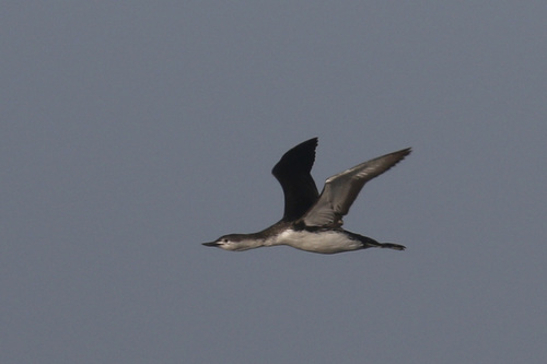 Red-throated Loon
