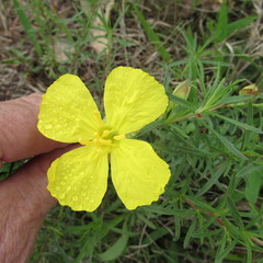 Oenothera berlandieri