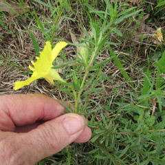 Oenothera berlandieri