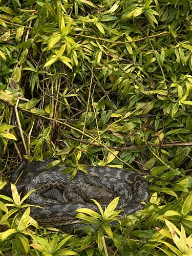 Australian Scrub Python sighting