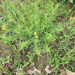 Oenothera berlandieri