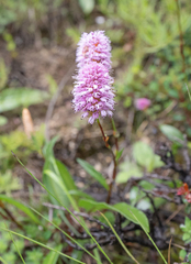 Bistorta macrophylla, photograph (c) Morten Ross, some rights reserved (CC BY)