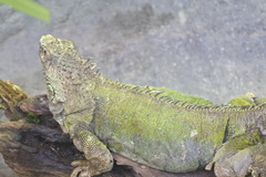 Iguana