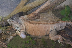 Iguana