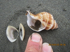 Austrofusus glans