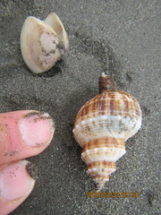 Austrofusus glans