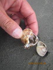 Austrofusus glans