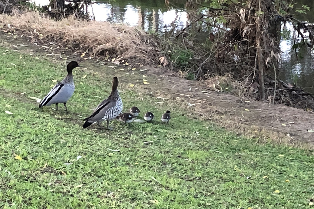 Australian Wood Duck From Adelaide SA Australia On August 30 2023 At   Large 