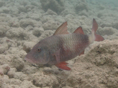 Parupeneus insularis