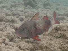 Parupeneus insularis