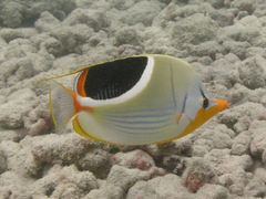 Chaetodon ephippium