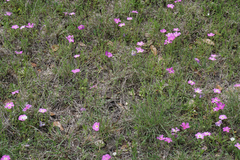 Phlox roemeriana