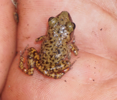 Eleutherodactylus marnockii