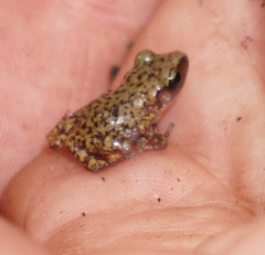 Eleutherodactylus marnockii