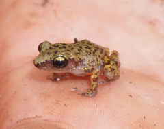 Eleutherodactylus marnockii