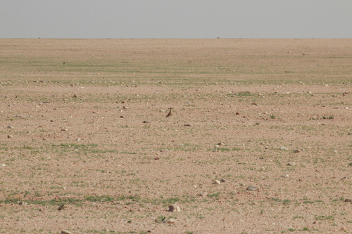 Burchell's Courser (Cursorius rufus), photo 7