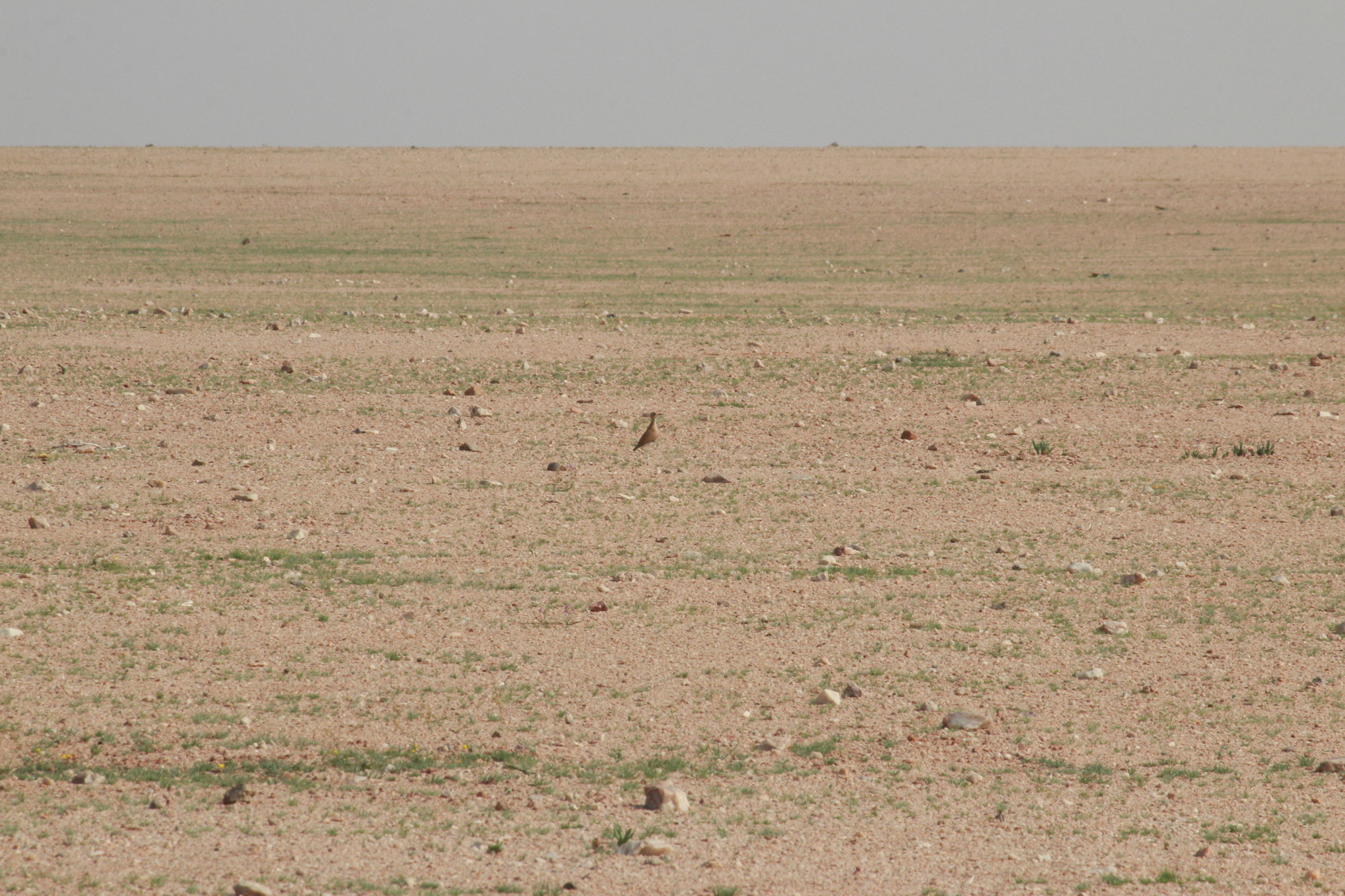 Burchell's Courser (Cursorius rufus), photo 3