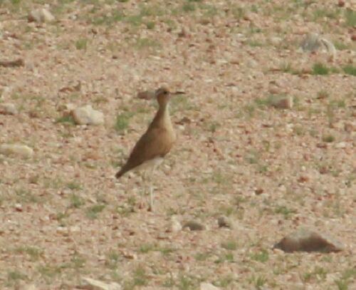 Burchell's Courser (Cursorius rufus), photo 8