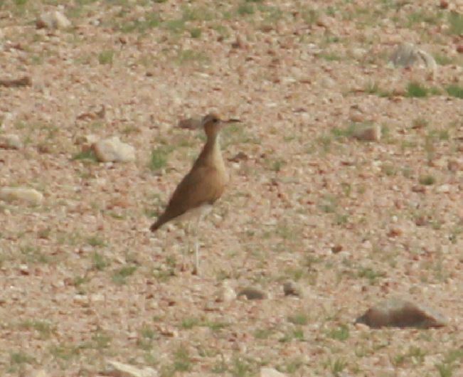 Burchell's Courser (Cursorius rufus), photo 5