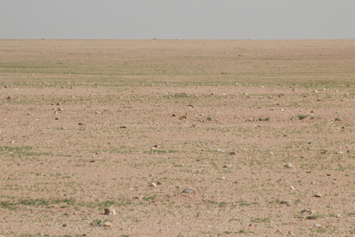 Burchell's Courser (Cursorius rufus), photo 6