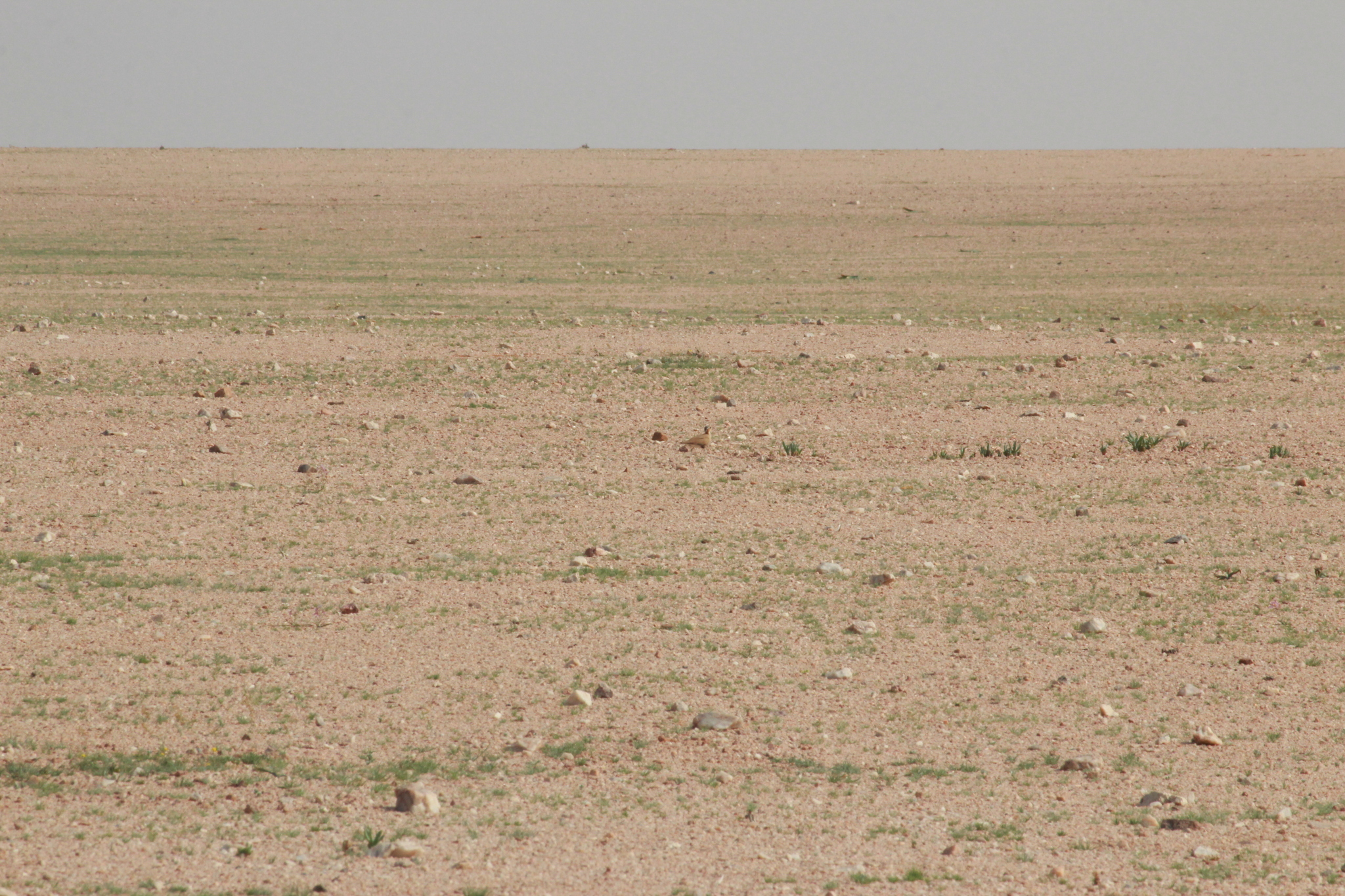Burchell's Courser (Cursorius rufus), photo 4