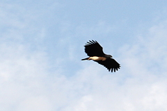 Haliaeetus