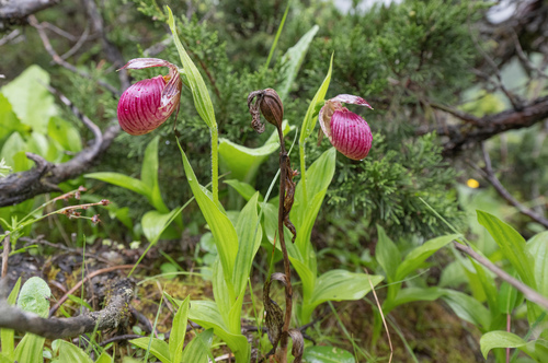 Himalayan Cypripedium (Cypripedium himalaicum)