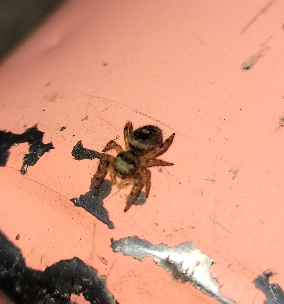 Typical Jumping Spiders from Montross, VA 22520, USA on September 7 ...