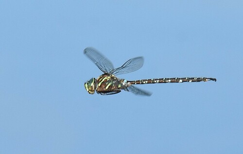 Shadow Darner (Aeshna umbrosa), a species recorded in Vermont