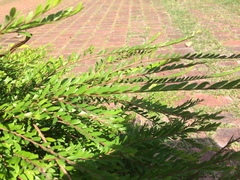 Phyllanthus myrtifolius