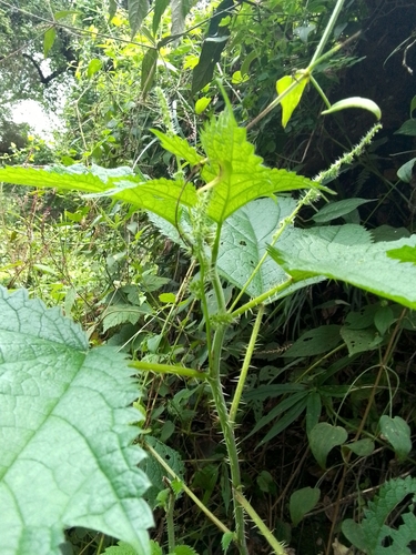 Himalayan Nettle (Urtica ardens)