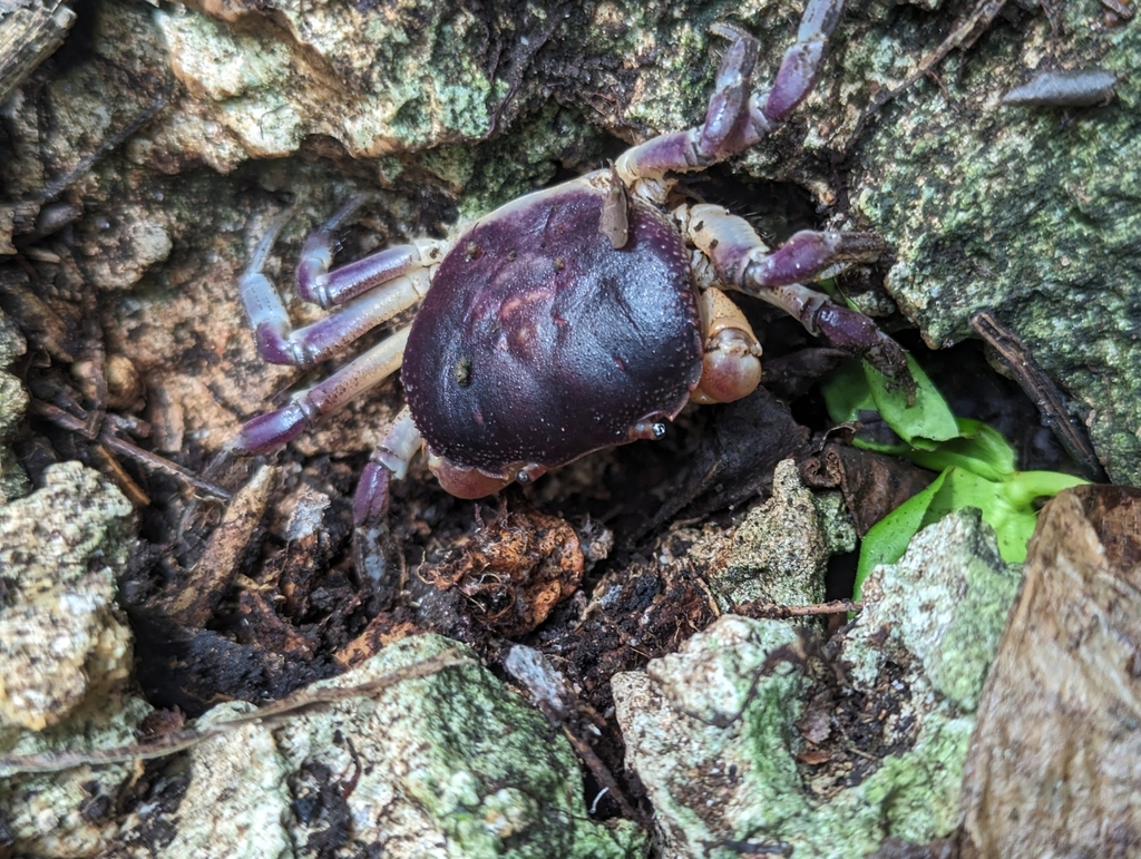 Epigrapsus notatus