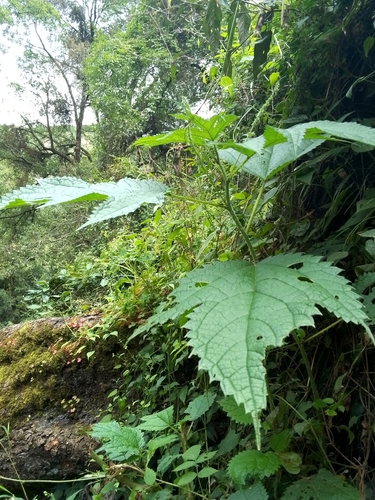 Image of Urtica ardens by (c) Maya Lodhiyal, some rights reserved (CC BY)
