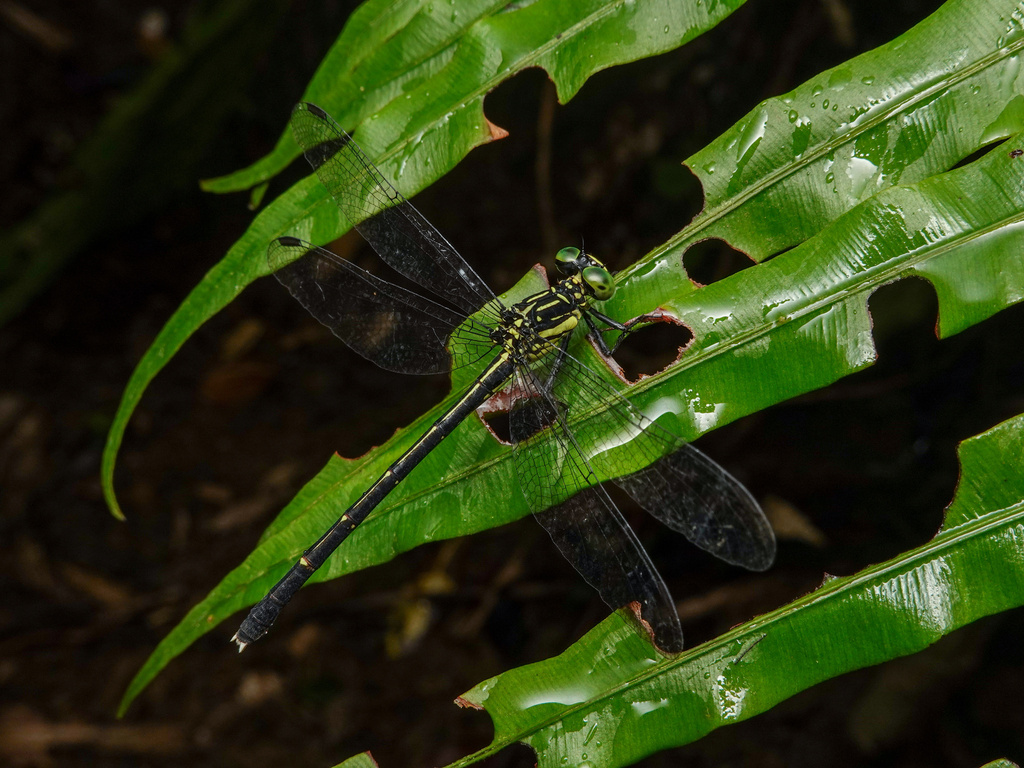 Leptogomphus yayeyamensis