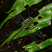 Leptogomphus yayeyamensis - Photo (c) orthoptera-jp, some rights reserved (CC BY-NC), uploaded by orthoptera-jp