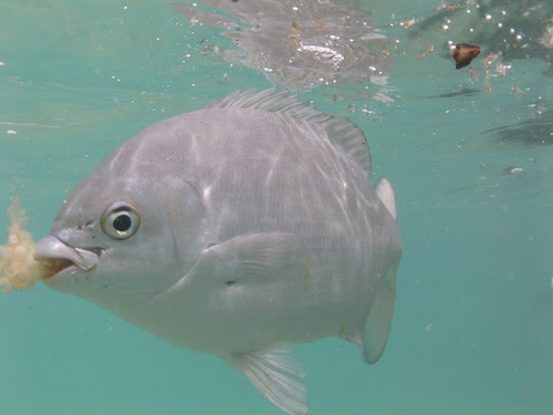 Kyphosus elegans