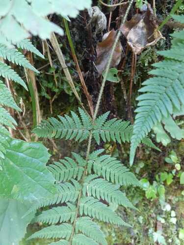 Dryopteris bissetiana iNat (1)